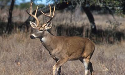 Large Whitetail buck in field