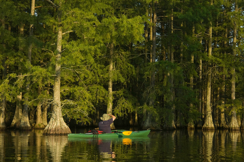 Bald Cypress Kayak