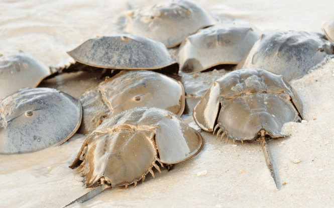 Things to Do in Slaughter Beach Hero Image