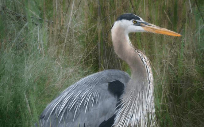 Visit Slaughter Beach, Delaware Hero Image
