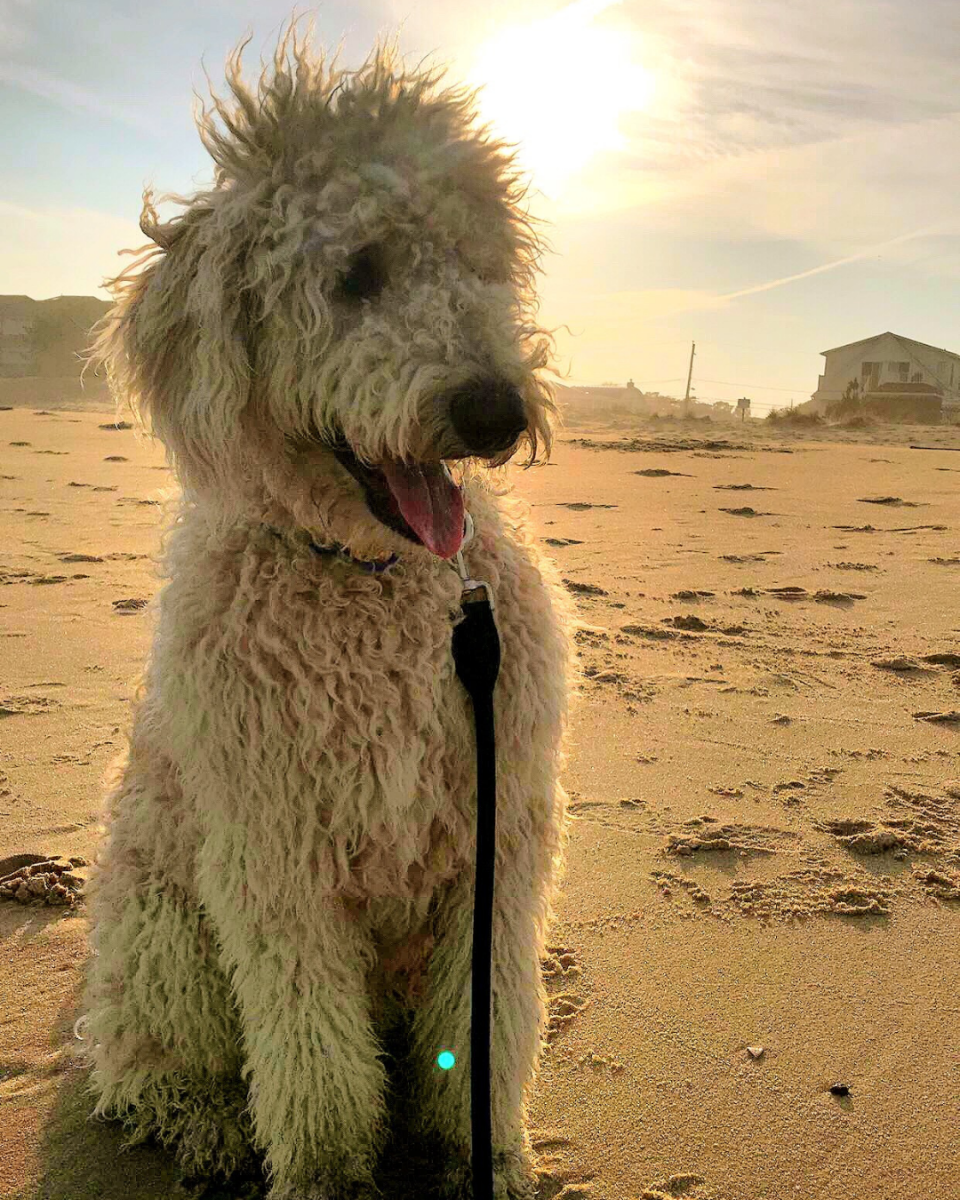 Dog Days-  Southern Delaware Tourism Photo Contest