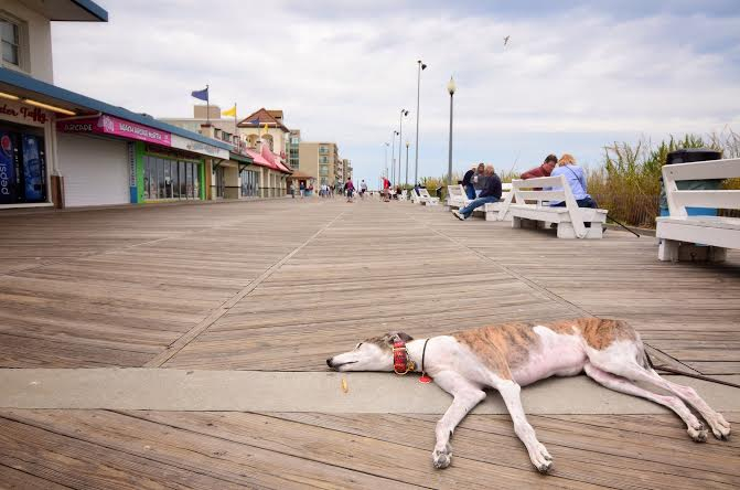 Greyhounds Reach the Beach: A Complete Travel Guide