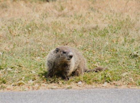 Guppy Club: Groundhog Mystery