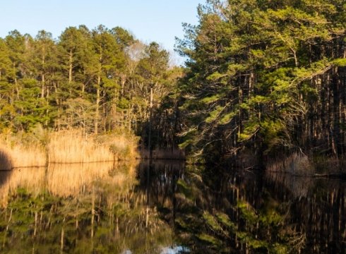 Shinrin-Yoku: The Art of Japanese Forest Bathing