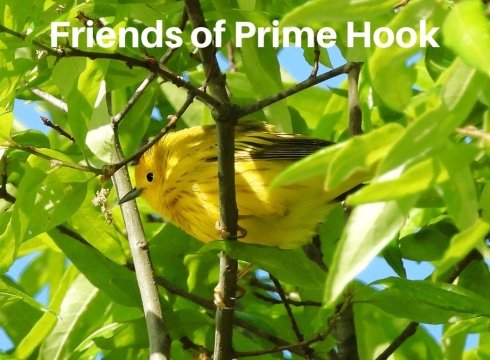 First Saturday Guided Bird Walk at Prime Hook