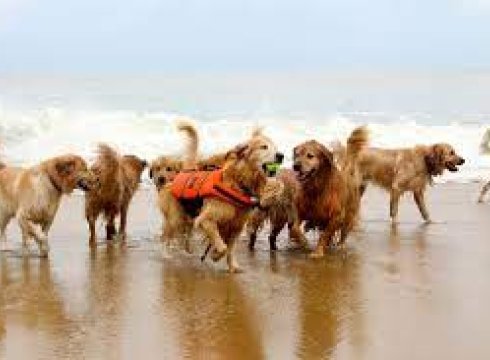 Dewey's Golden Jubilee