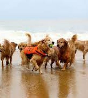 Dewey's Golden Jubilee