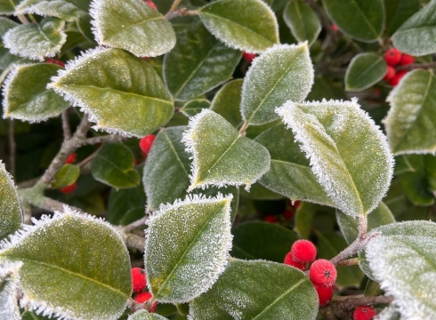 Happy Holly Days at Delaware Botanic Gardens & Woodlands Discovery Trail