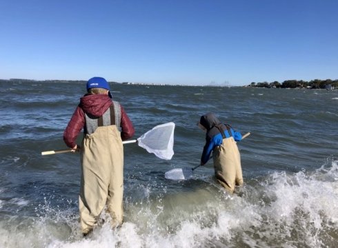 Discover the Bay: Seining