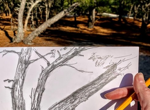 Nature Art in the Park - You’re a Natural: Observing and Drawing Nature