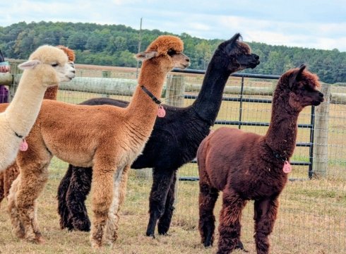 Fiber Demonstration Day at 4 Acres Living