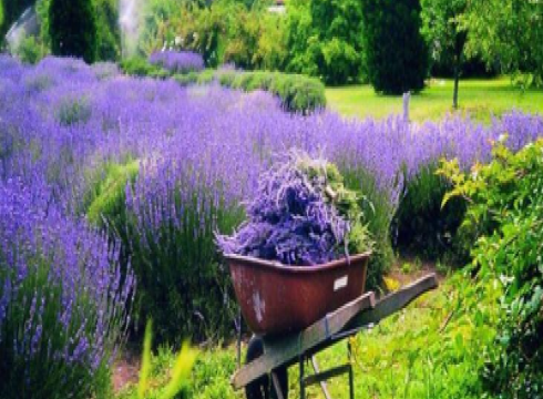 Lavender Festival