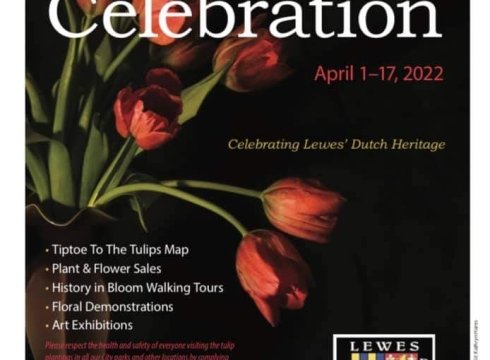Lewes Tulip Celebration
