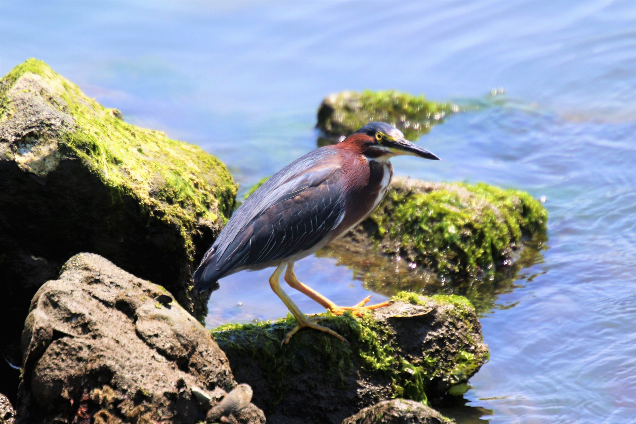 Hike Burton Island Nature Preserve