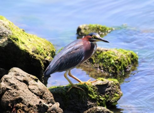 Hike Burton Island Nature Preserve