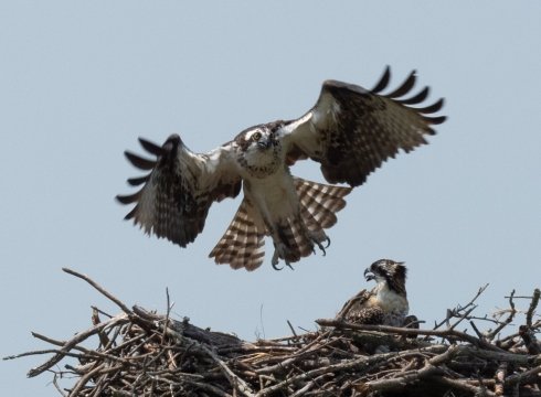 Birding in the Inland Bays