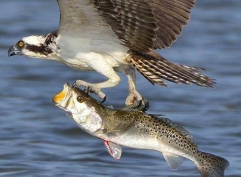 Inland Bays Birding: Osprey