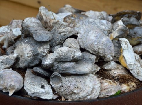 All About Oysters