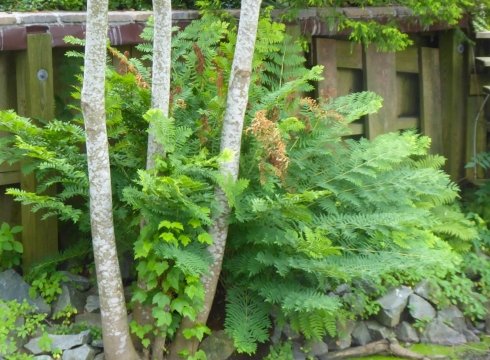 Open Garden Day Peak of Summer