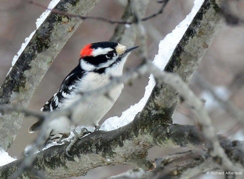 Winter Visitors Bird Walk