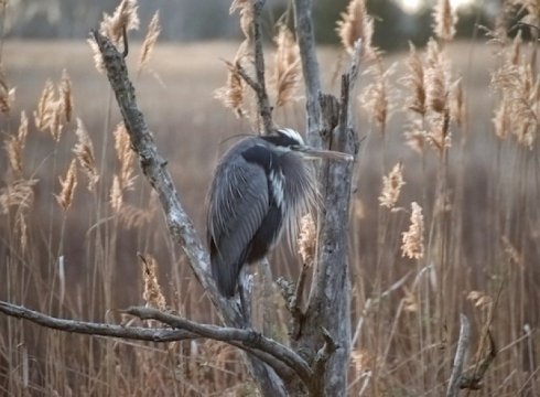 Fall Bird Walks
