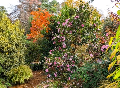 Botanic Garden Fabulous Fall  Color