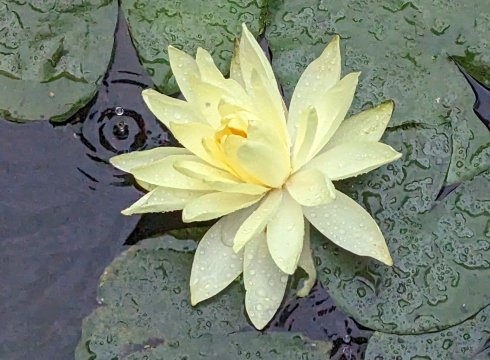 Solstice Garden Open Day