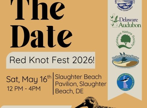 Red Knot Fest 2026