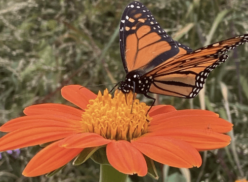 Delaware Botanic Gardens Great Monarch Migration Class