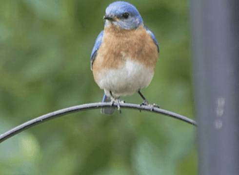 Inland Bays Birding: Feeder Frenzy