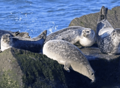 Seabirds & Seals