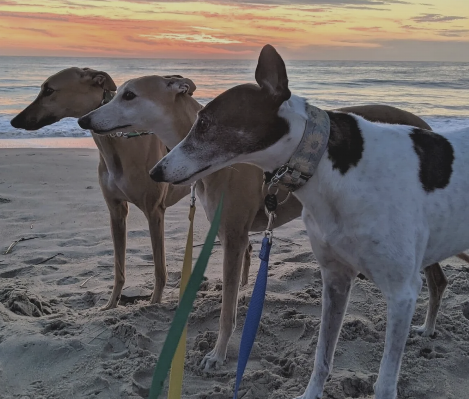 Greyhounds Reach the Beach: A Complete Travel Guide