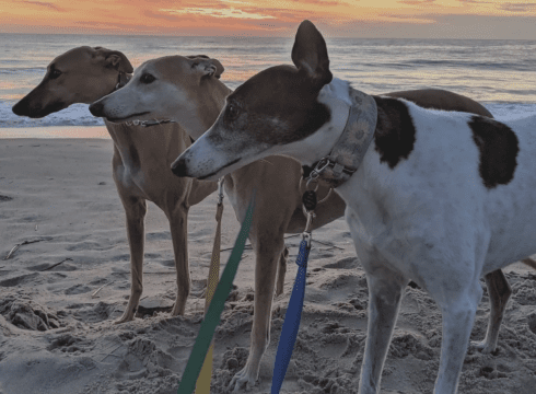 Greyhounds Reach the Beach