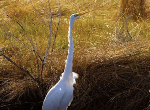Mysteries of the Marsh