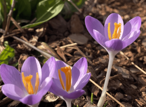 Early Spring Bulb Tour