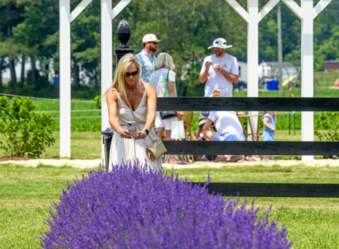 2nd Annual Lavender & Lambs Festival