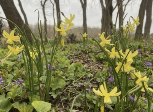 Early Spring Bulb Tour