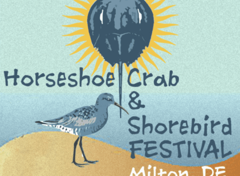 Horseshoe Crab & Shorebird Festival