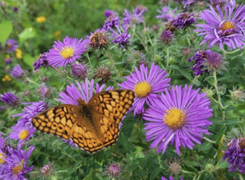 Free Fall Gardening for Wildlife Meadow Tour