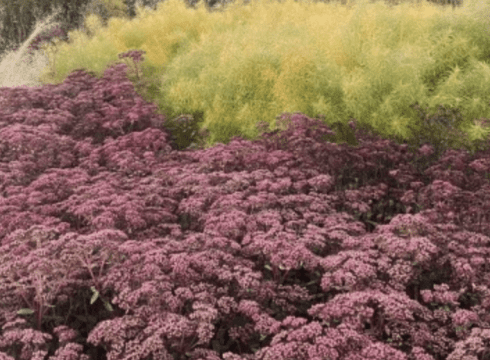 Free Fall Gardening for Wildlife Meadow Tour