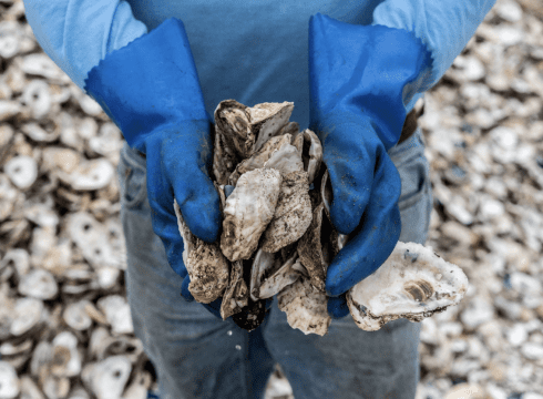 Bay Banter & Brews – Oysters at Ocean View Brewing Company