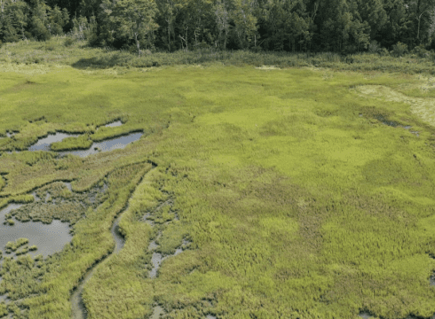 Explore an Estuary