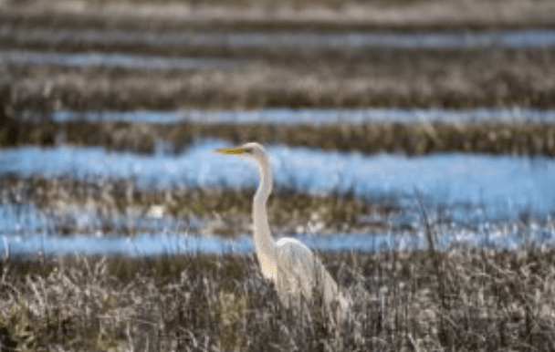 Mysteries of the Marsh