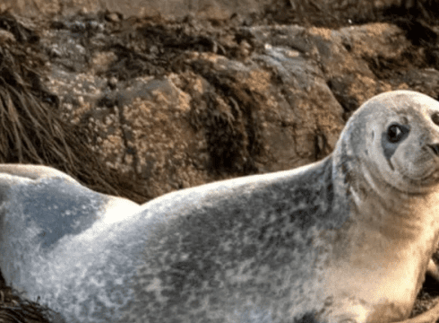 Seal Watching-Lewes Ferry Terminal