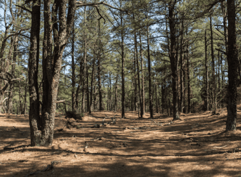 Pinelands History Hike