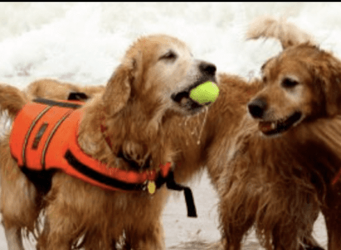 Dewey’s Golden Jubilee