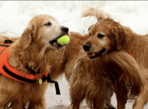 Dewey’s Golden Jubilee