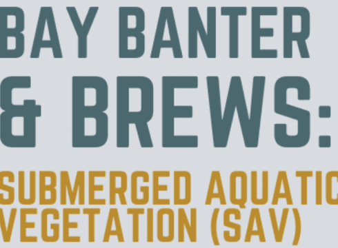 Bay Banter and Brews: Submerged Aquatic Vegetation