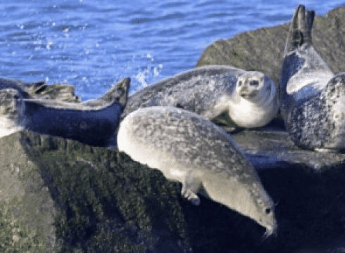 2026 Scoters & Seals Cruises