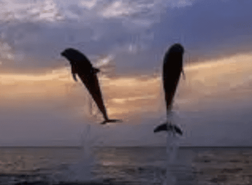 Dolphin Sunset Cruise • Lewes Ferry